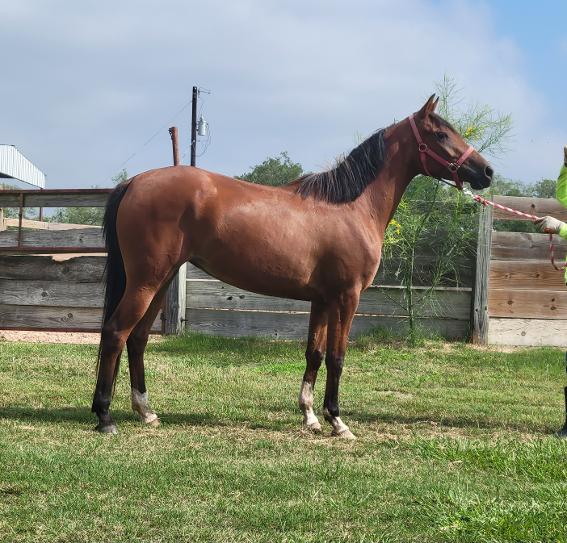 ARABIAN HORSES FOR SALE, SAN ANTONIO TEXAS AREA